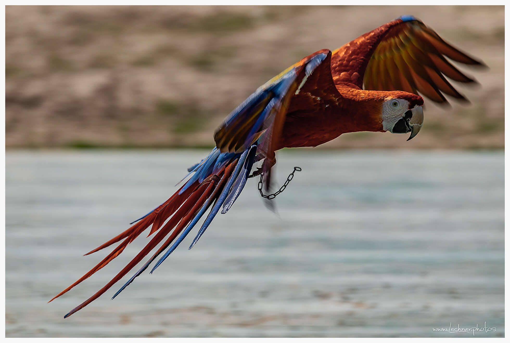 Macaw  in Shanghai Wild Animal Park