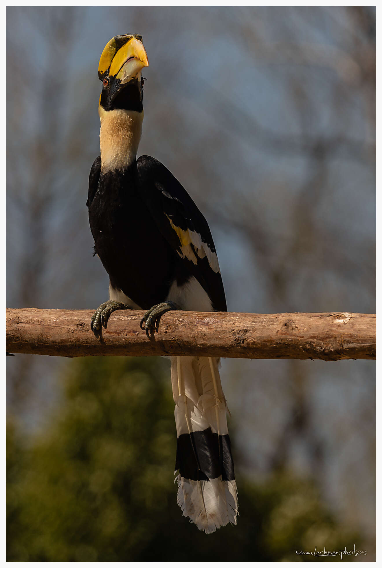 Hornbill in Shanghai Wild Animal Park