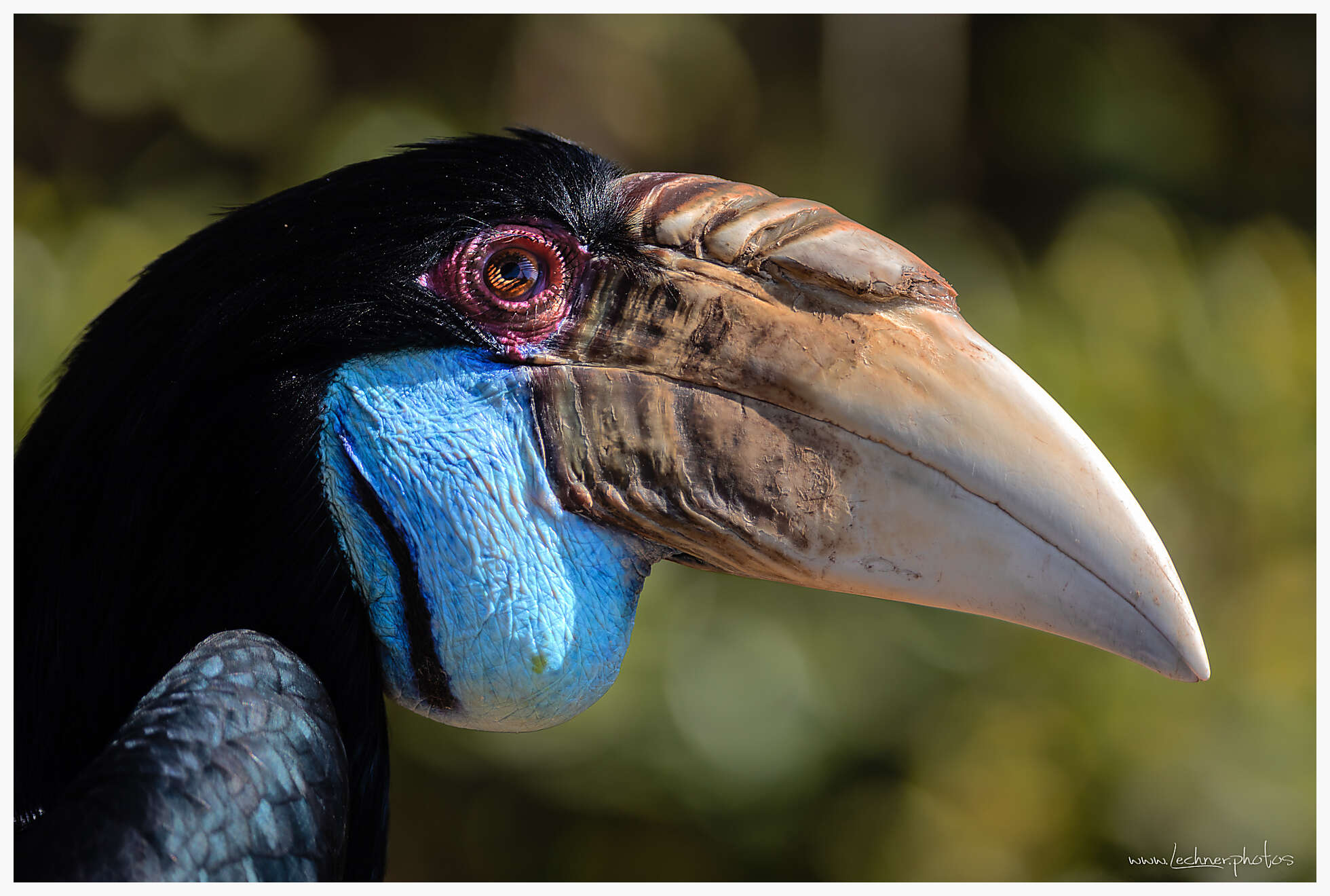 Hornbill  in Shanghai Wild Animal Park