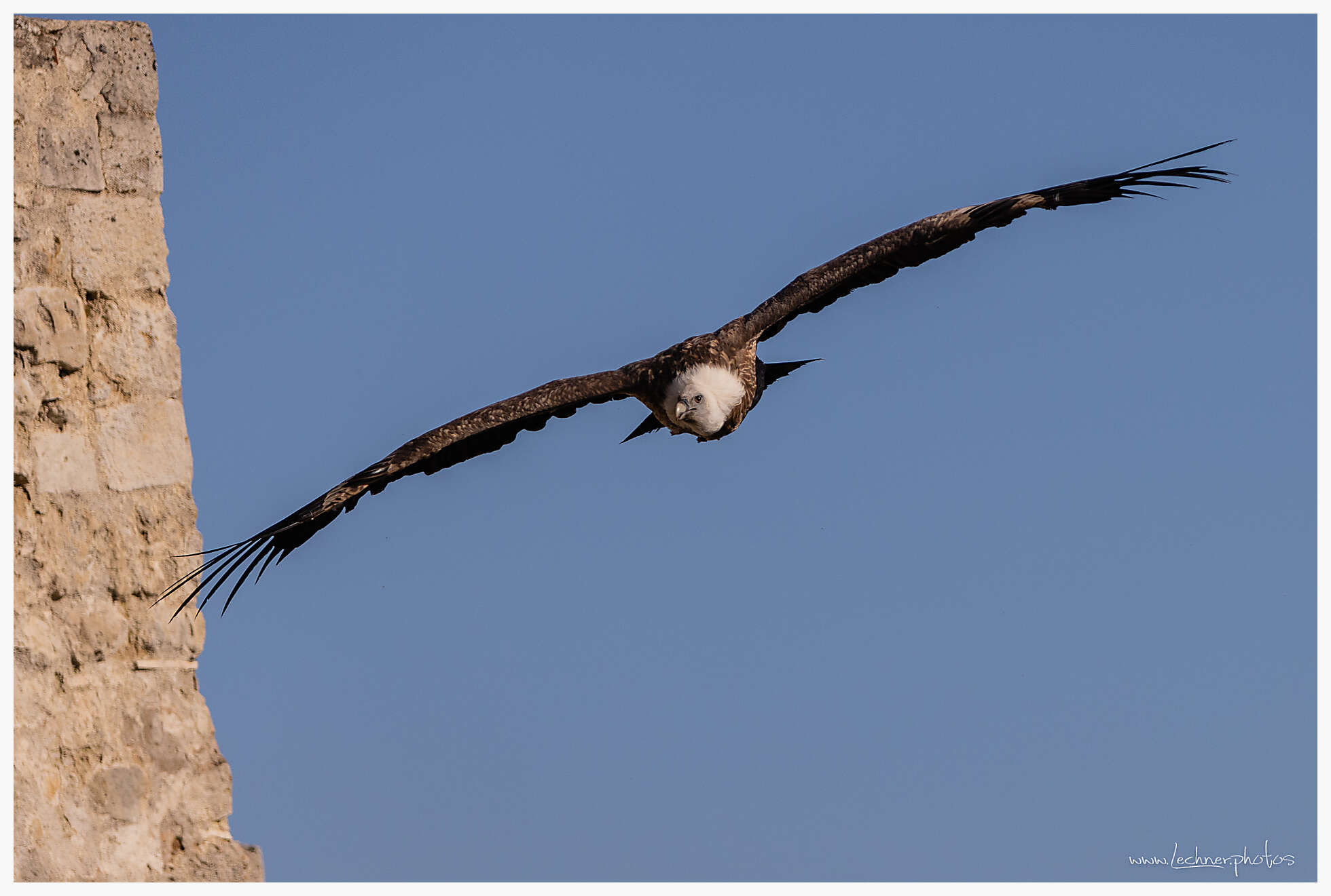Eurasian griffon vulture soaring