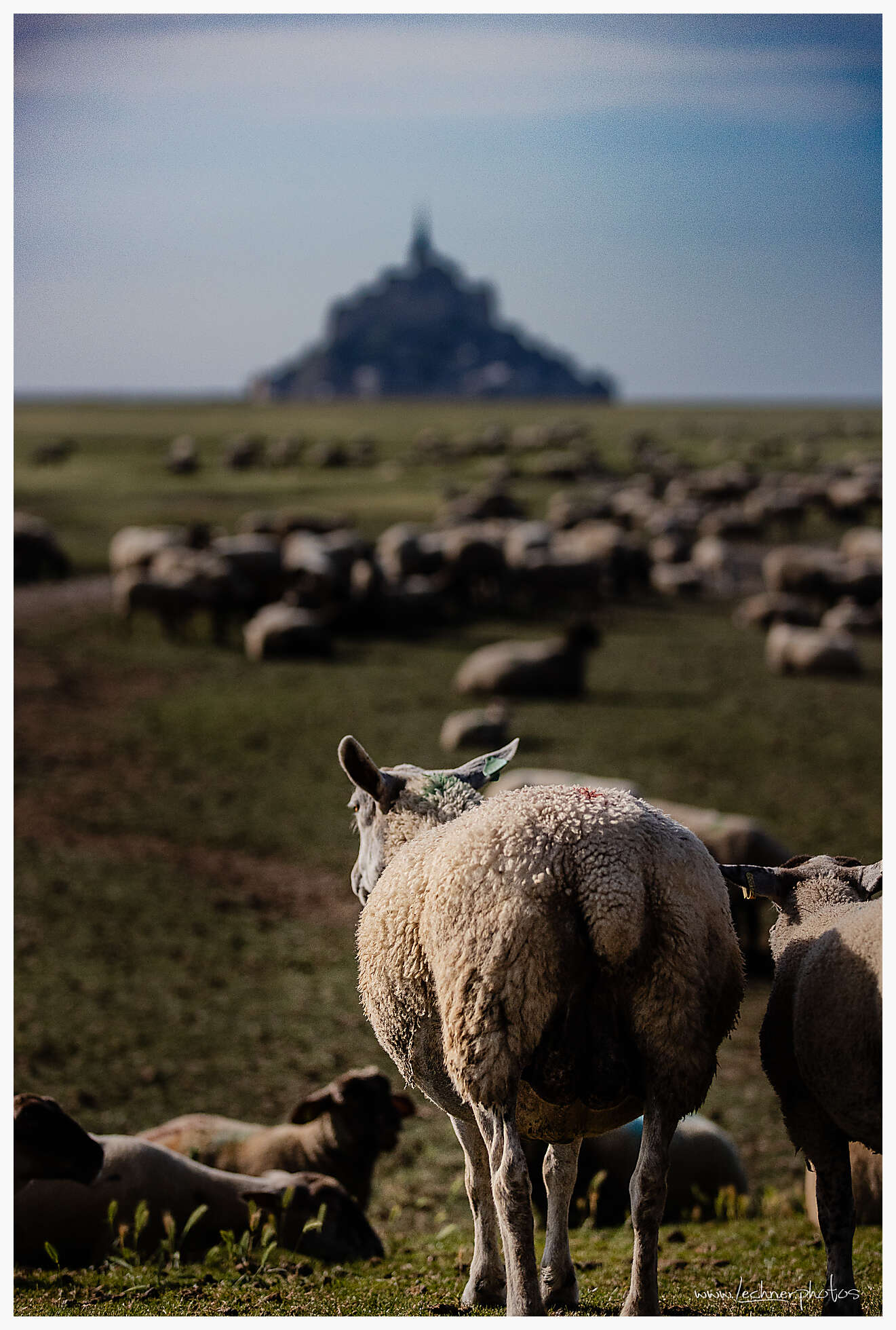 The sheeps at Mont Saint Michel